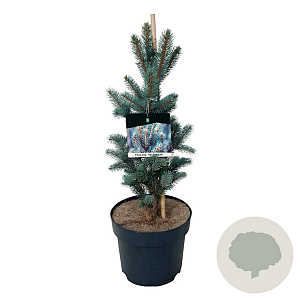 Picea pungens 'Iseli Fastigiate' 50-60 cm 6L