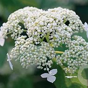 Hydrangea a. White Dome 30-40 cm 5,0L