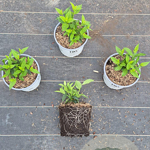 Hydrangea pan. Little Lime 15-20 cm 3,0L