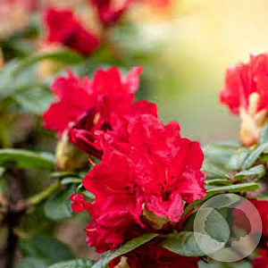 Rhododendron (F) 'Bengal' 25-30 cm 5,0L