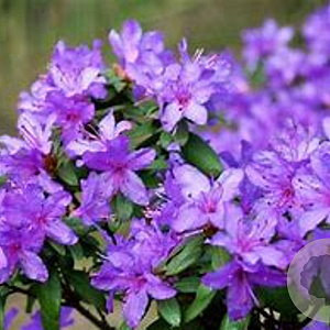 Rhododendron 'Ramapo' 30 cm 5,0L