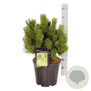 Pinus held. 'Compact Gem' 25-30 cm 4,5L
