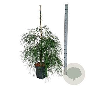 Chamaecyparis l. 'Drooping Solo' 125-150 cm 15L