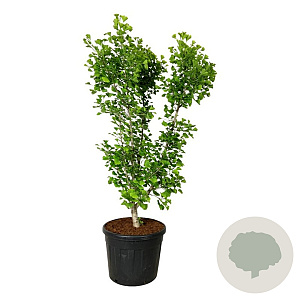 Ginkgo bil. 'Millstone' 175-200 cm cont. 90L extra