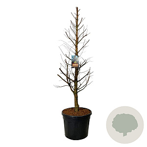 Metasequoia gl. Amber Glow 200-225 cm cont. 55L extra