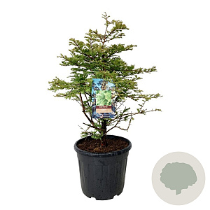 Metasequoia gl. 'Schirrm. Nordl.' 80-100 cm 30L extra