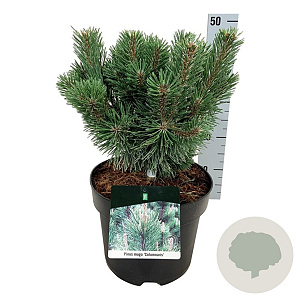 Pinus mugo 'Green Column' 25-30 cm 6,5L