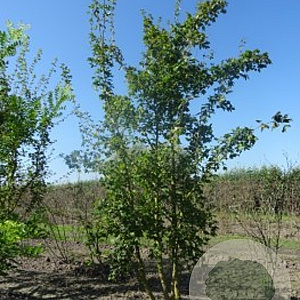 Acer campestre 200-250 cm draadkluit meerstammig