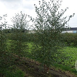 Betula p. 'Laciniata' 300-350 cm draadkluit meerstammig