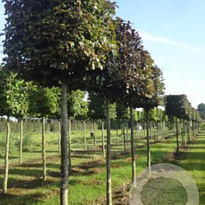 Fagus syl. 'Atropunicea' 16-18 cm draadkluit kubus 70x70x70