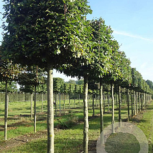 Fagus sylvatica 16-18 cm draadkluit kubus 70x70x70