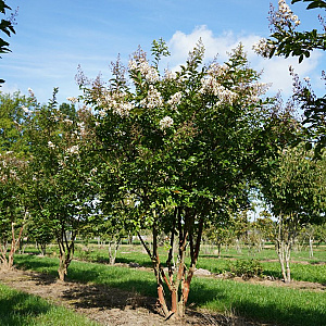 Lagerstroemia 'Natchez' 175-200 cm draadkluit meerstammig