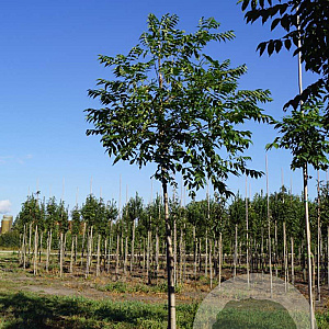 Phellodendron amurense 14-16 HO draadkluit