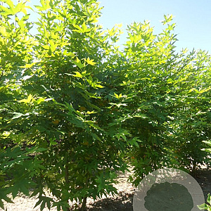 Platanus hispanica 'Malburg' 350-400 cm draadkluit meerstammig