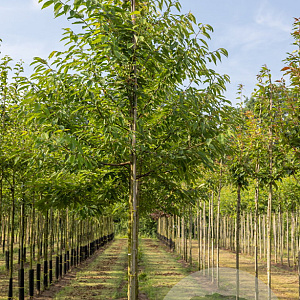 Prunus a. 'Plena' 14-16 HO draadkluit