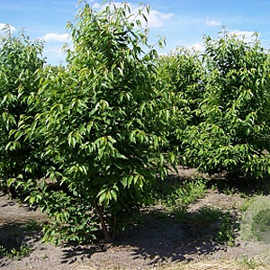 Prunus avium 250-300 cm draadkluit meerstammig