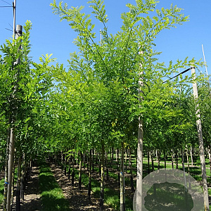 Styphnolobium japonicum 'Regent' 14-16 HO draadkluit