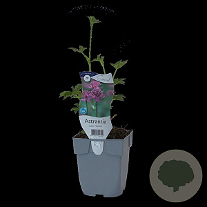 Astrantia maj. 'Venice' GM  P11