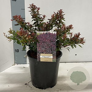 Berberis thunb. 'Bagatelle' 10-15 cm 2,0L
