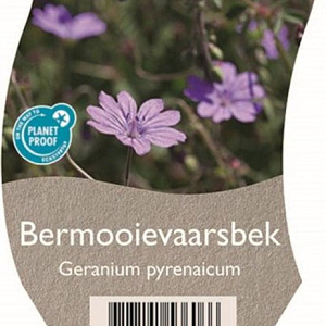 Geranium pyrenaicum GM  P11