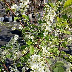 Prunus padus 'Le Thoureil' 175-200 cm 20L