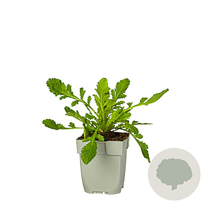 Scabiosa col. Flutter Pure White GM  P11