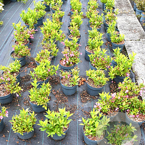 Weigela Picobella Rosa 15-20 cm 3,0L