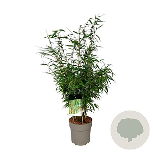 Fargesia robusta 'Tauro' 80-100 cm P27