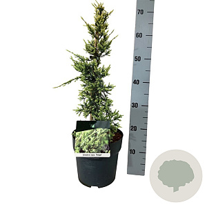 Juniperus squamata 'Holger' 40-50 cm 4,5L piramide
