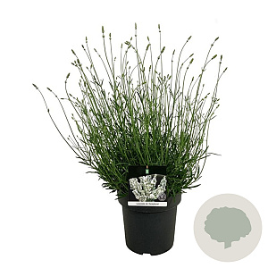 Lavandula int. Exceptional 40-50 cm 15L