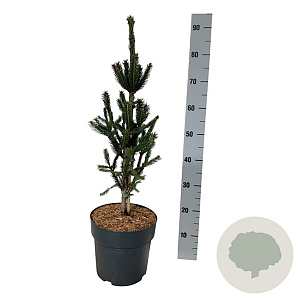 Picea a. 'Columnaris' 50-60 cm 6L