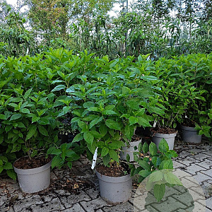 Hydrangea paniculata 'Silver Dollar' 50-60 cm 10L