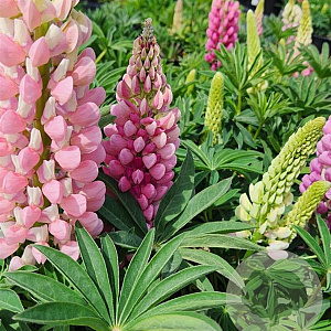 Lupinus p. 'Lupini Pink Shades' GM P9