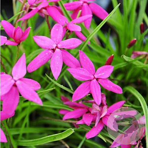 Rhodohypoxis 'Donald Mann' GM P9