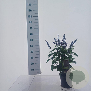 Salvia Rockin Fuchsia 55-60 cm 2,5L