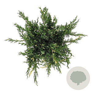 Juniperus pf. 'White Splash' 40-50 cm 6L