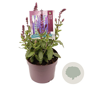 Salvia nem. 'Caradonna Compact' GM 2,0L