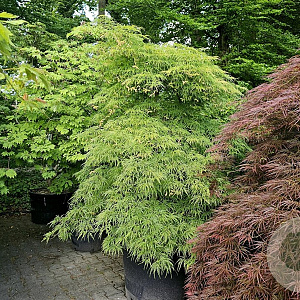 Acer plat. 'Dissectum' 125-150 cm 35L najaarspotting