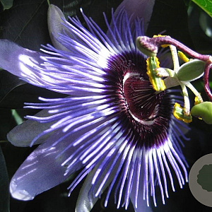 Passiflora 'Purple Haze' 150-175 cm 5,0L