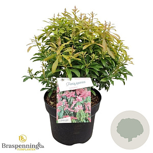 Pieris jap. 'Valley Rose' 30-40 cm 5,0L struik