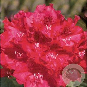 Rhododendron 'Cherry Kiss' 30-40 cm 5,0L struik