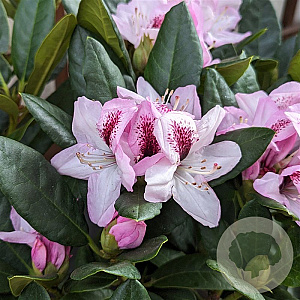 Rhododendron (Y) 'Herbstfreude' 30-40 cm 5,0L struik