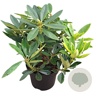 Rhododendron 'Picotee' 30-40 cm 5,0L struik