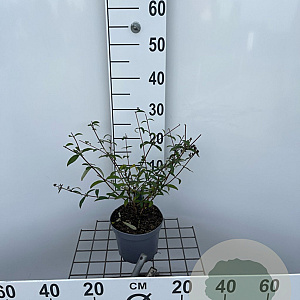 Buddleja d. 'Border Beauty' 30-40 cm 2,0L