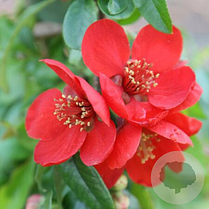 Chaenomeles sup. 'Hollandia' 20-25 cm 3,0L