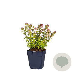 Origanum 'Dingle Fairy' GM  P11