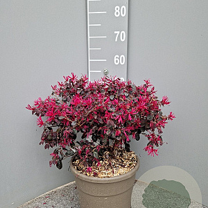 Loropetalum chinense 40-60 cm 10L