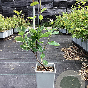 Amelanchier aln. 'Honeywood' 60-80 cm P15