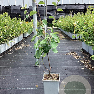Amelanchier aln. 'Martin' 60-80 cm P15