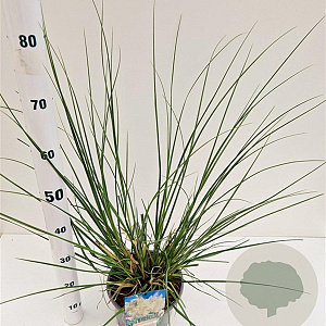 Cortaderia s. 'Sunningd. Silver' gm 4,0L
